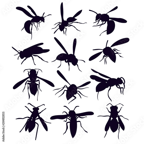 vector, isolated, silhouette of wasp, bee, on a white background, collection © zolotons