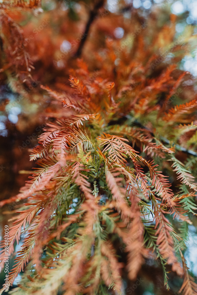 Close up Bald Cypress tree leaves in autumnal colours. Close up Bald Cypress tree leaves in autumnal colours.