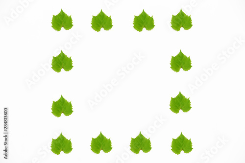 decorative frame from green natural grape leaves on a white background