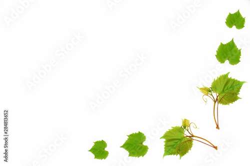 decorative frame from green natural grape leaves on a white background