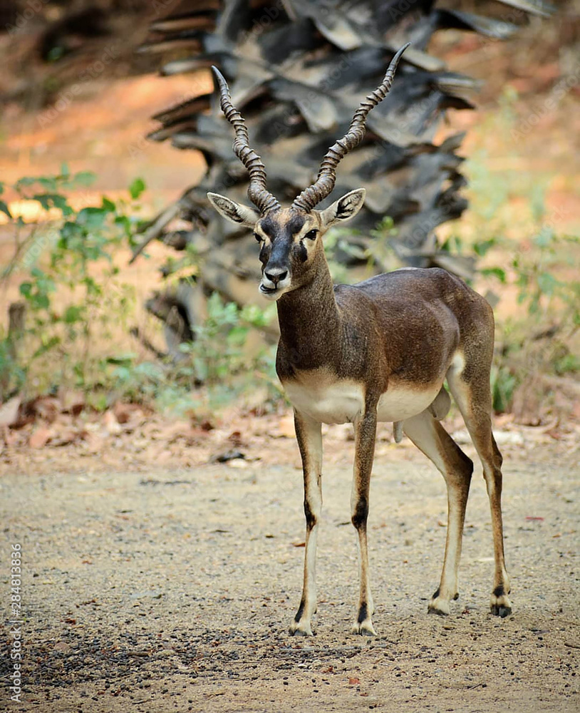 Fototapeta premium deer in the wild