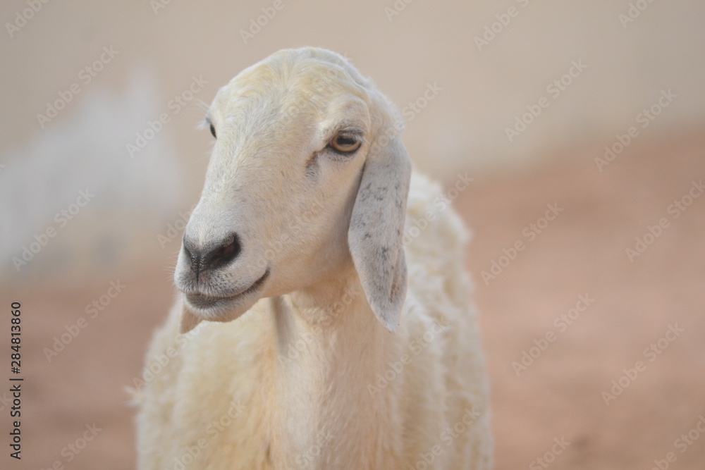 portrait of a sheep portrait of a sheep