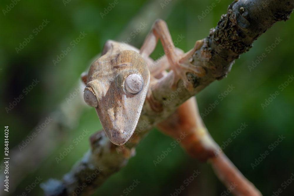 Giant leaf-tailed gecko, Uroplatus Fimbriatus,  in its natural habitat on Madagascar
