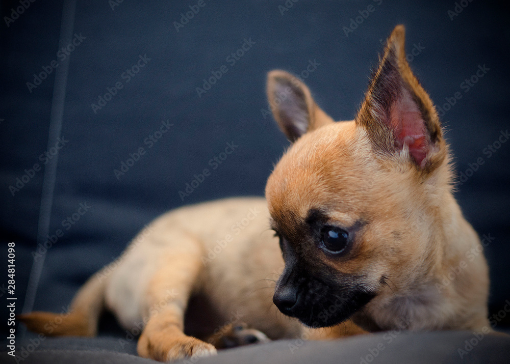 Profile view of a small cute dog chihuahua on a black sofa