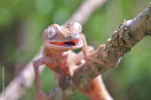 Giant leaf-tailed gecko, Uroplatus Fimbriatus, in its natural habitat on Madagascar