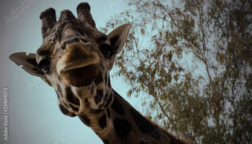 Closeup of a giraffe looking and smiling at the camera with a blue sky and a tree in the background in Mundopark, Guillena, Seville, Spain photo