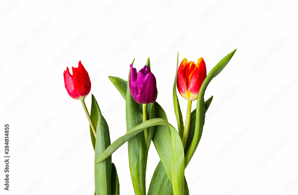 Tulips isolated on white background. Colorful flowers. Tulips isolated on white background. Colorful flowers.