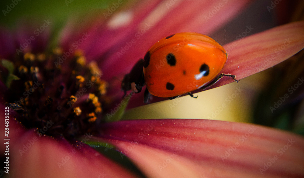 Red ladybug on a pink dimorphoteca flower Red ladybug on a pink dimorphoteca flower