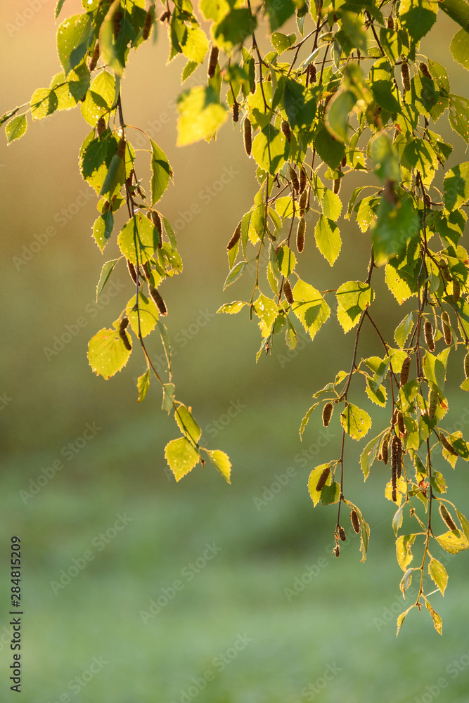 Obraz premium Birch tree leaves with backlight