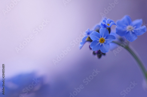 青い忘れな草(1) © Garden3
