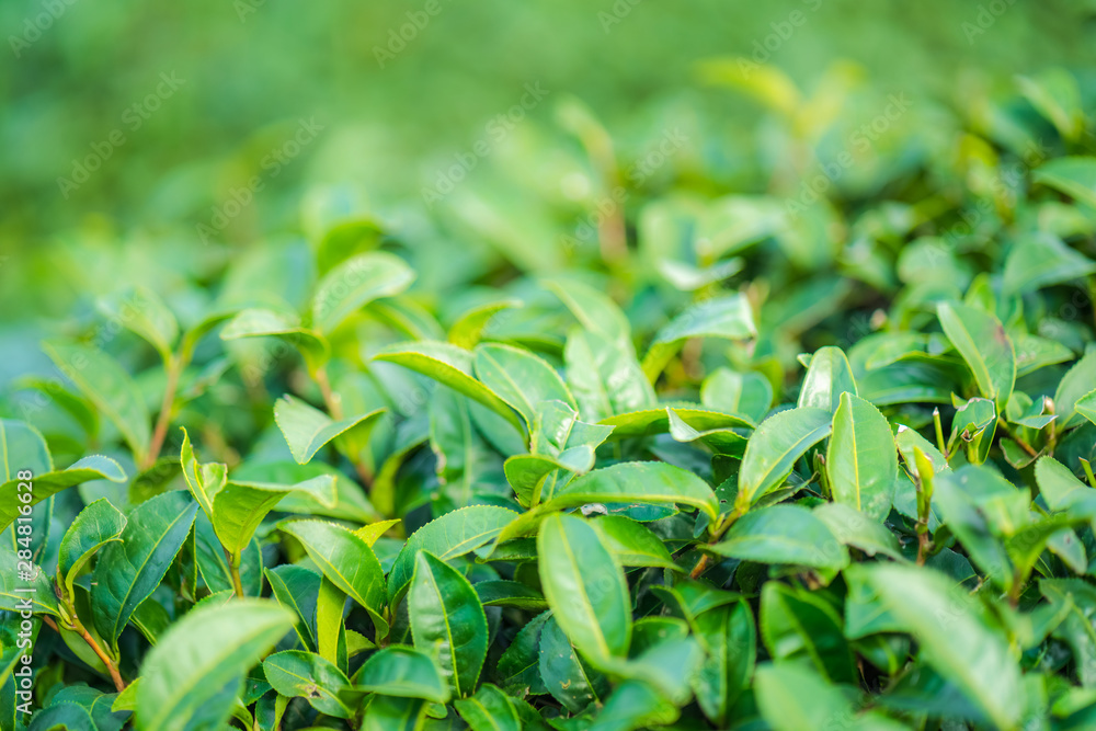 Tea leave in tea plantation Tea leave in tea plantation