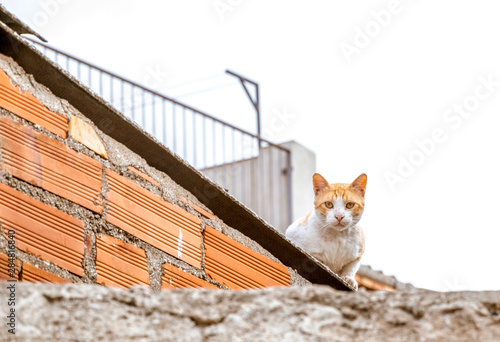 Gato subido al tajado de la vivienda observando atentamente. photo