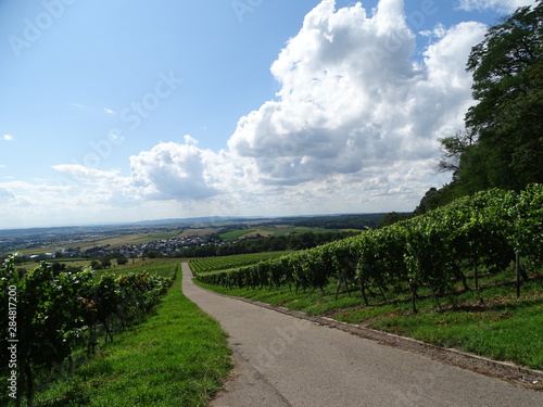 weinberge 