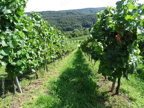 weinberge 