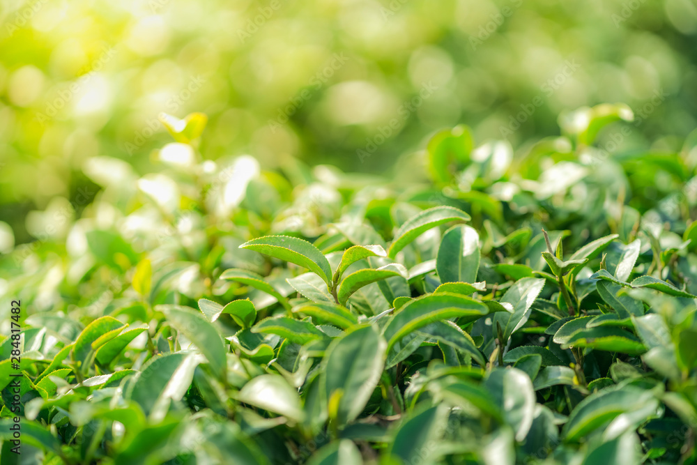 Tea leave in tea plantation Tea leave in tea plantation