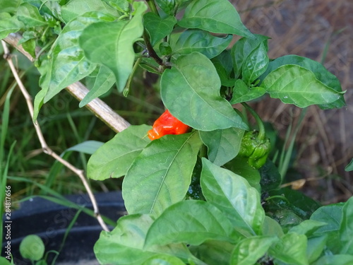 schärfste chili der welt