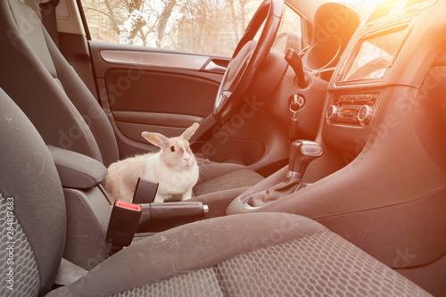 Wallpaper Mural sad White gray rabbit in the car. Looks at the passenger from the driver's seat Torontodigital.ca