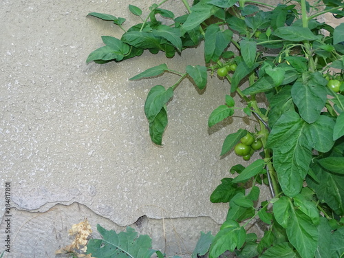 tomaten vor einem alten haus