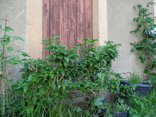 tomaten vor einem alten haus