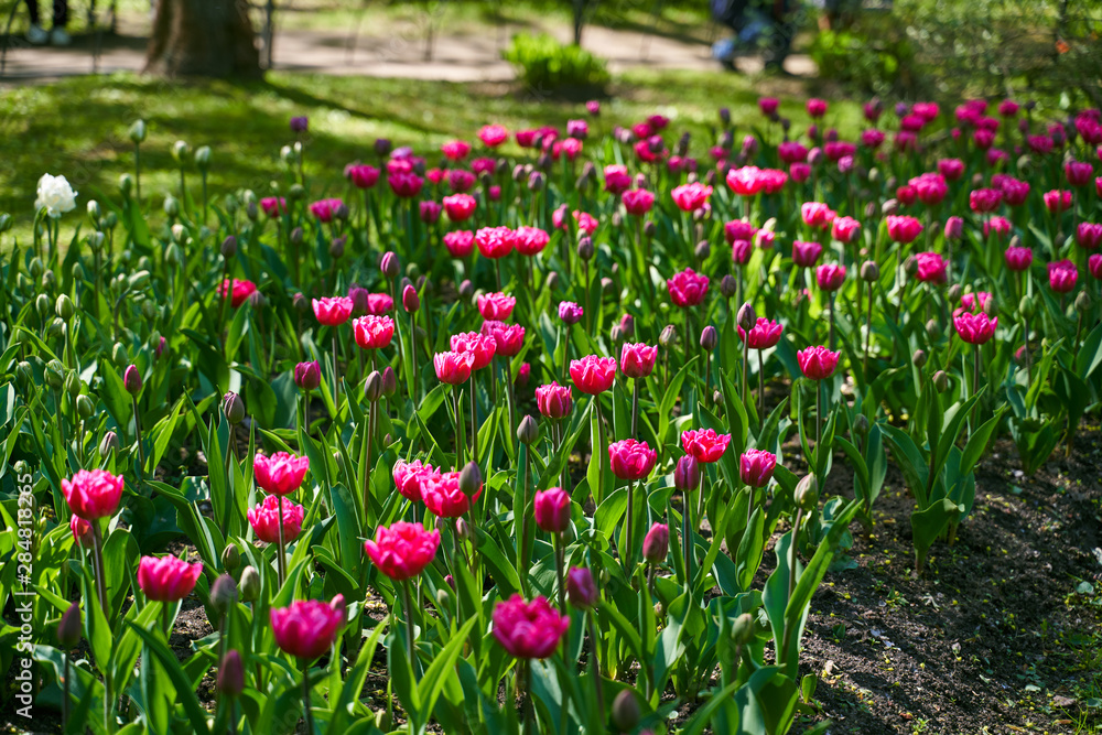 Tulip festival illuminated by sunshine in park 