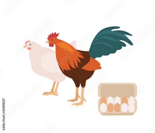 Cute cock, chicken and carton or box full of eggs