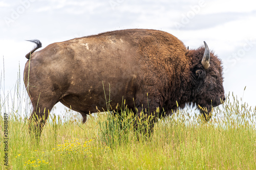 Bison close up