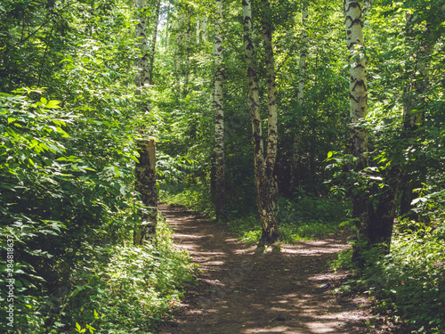 path in the forest