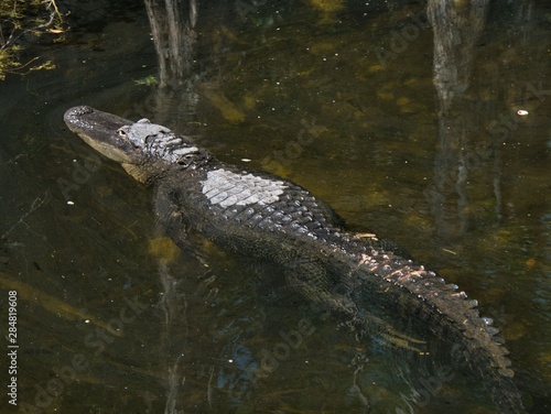 alligator in florida