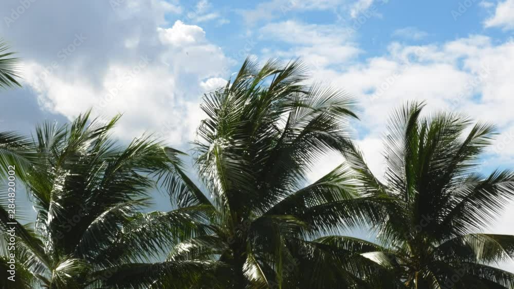 coconut palm tree wind moving on clouds sky background coconut palm tree wind moving on clouds sky background
