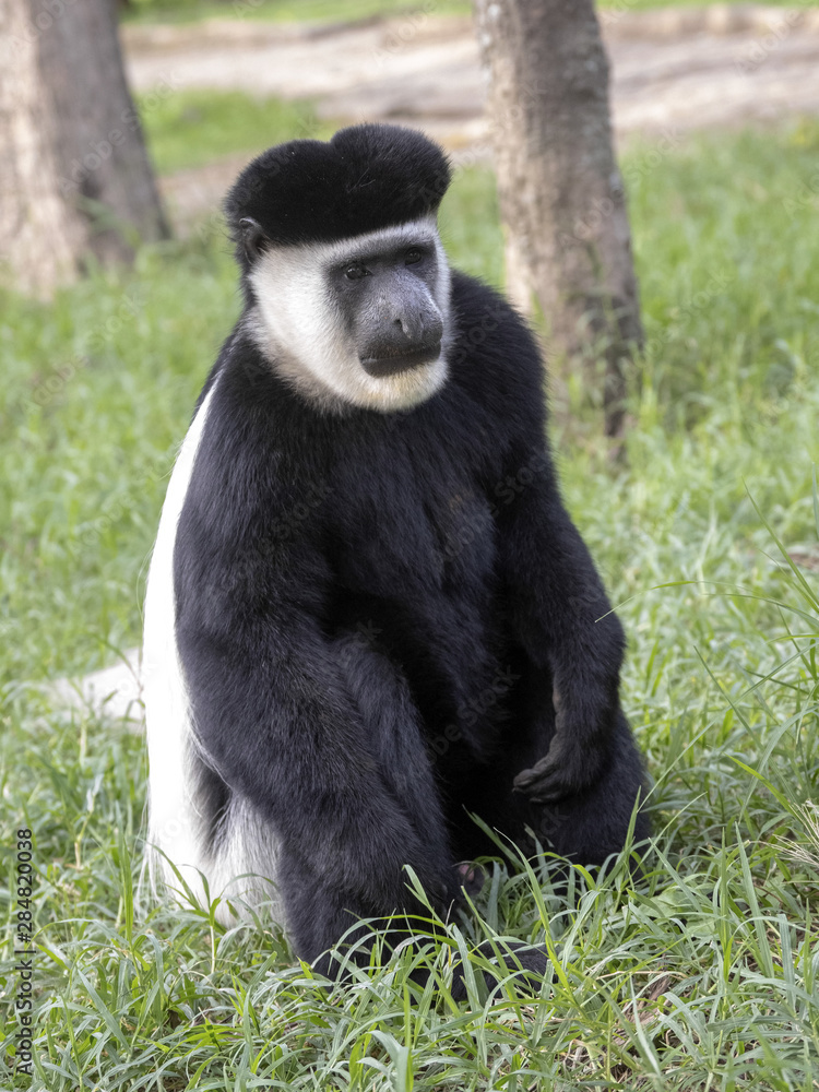 Fototapeta premium Male Guereza colobus, Colobus guereza, on lawn by lake, Awassa, Ethiopia