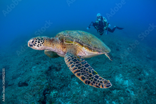 Marine life, Liuqiu island, Taiwan photo