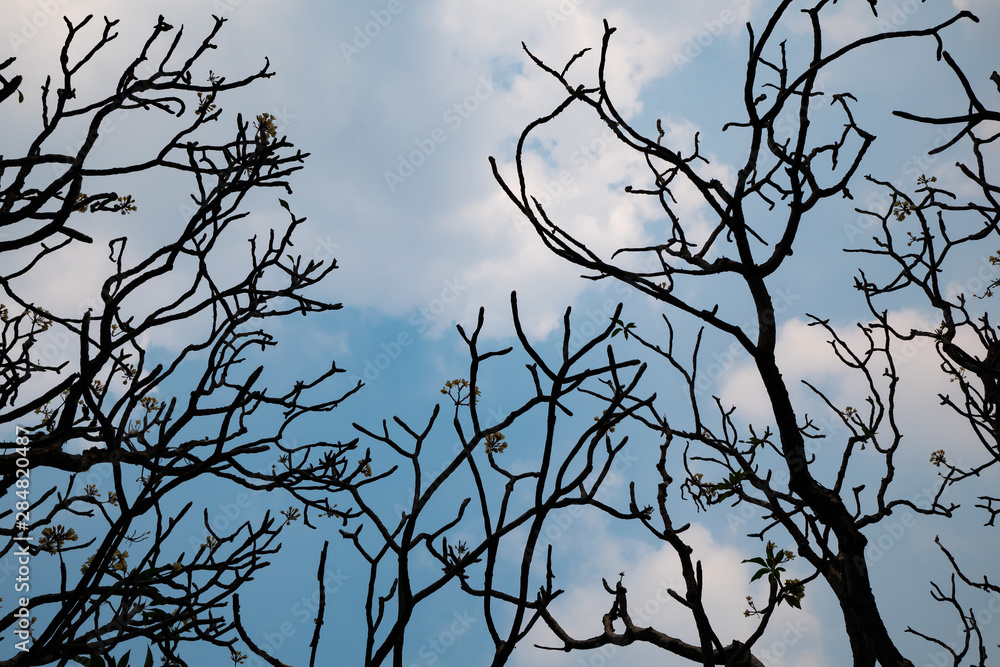 Silhouette of Frangipani tree with blue sky Silhouette of Frangipani tree with blue sky