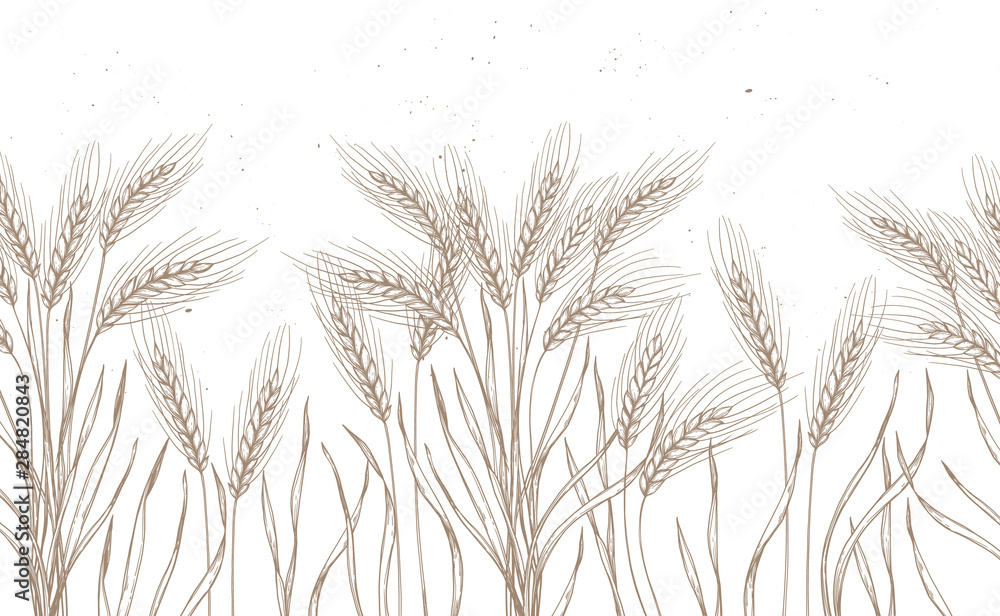 Seamless pattern. Hand drawn vector illustration - Wheat. Rustic background (branches and stalks of cereals). Design elements in engraving style. Perfect for advertising, prints, packing - obrazy, fototapety, plakaty 