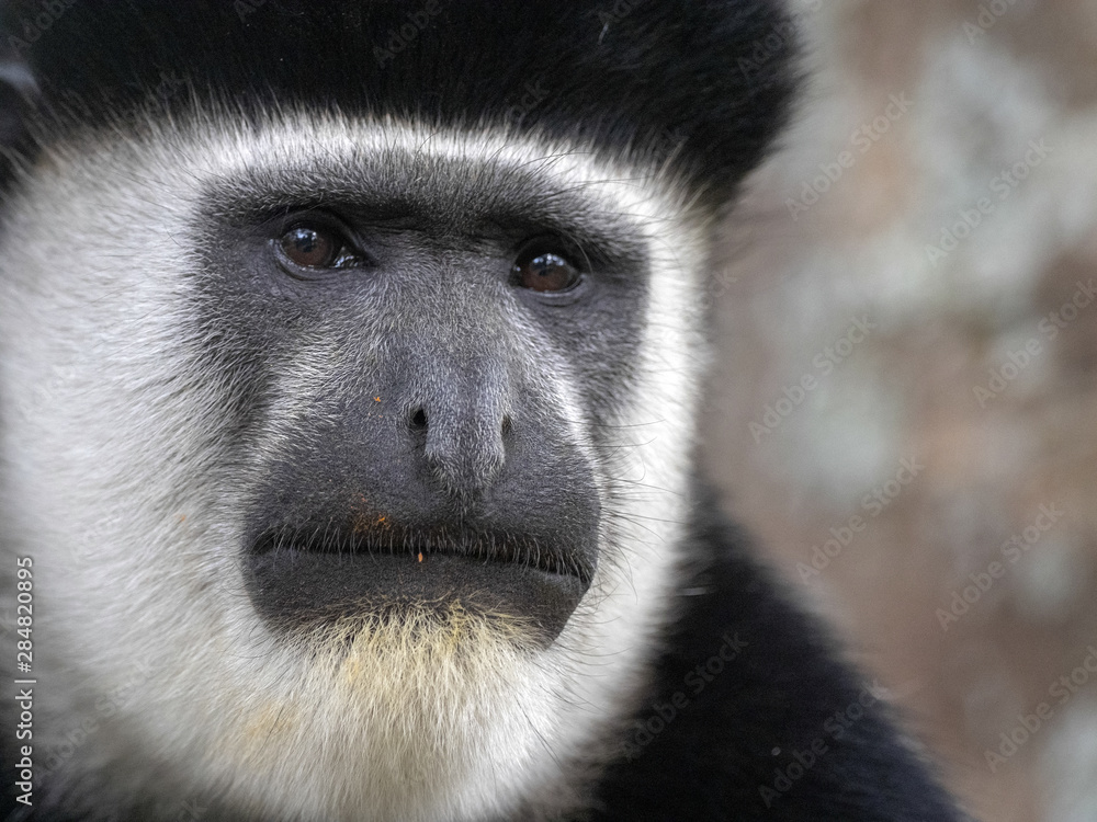 Obraz premium Portrait of male Guereza colobus, Colobus guereza, lake, Awassa, Ethiopia