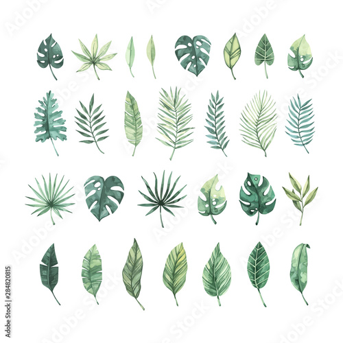 Watercolor vector illustration. Summer tropical collection with banana leaves, monstera and palm leaves. Perfect for wedding invitations, prints, postcards, posters