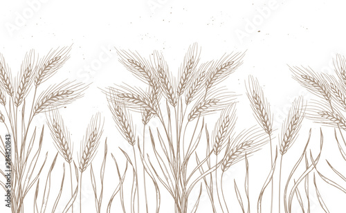 Seamless pattern. Hand drawn vector illustration - Wheat. Rustic background  branches and stalks of cereals . Design elements in engraving style. Perfect for advertising  prints  packing
