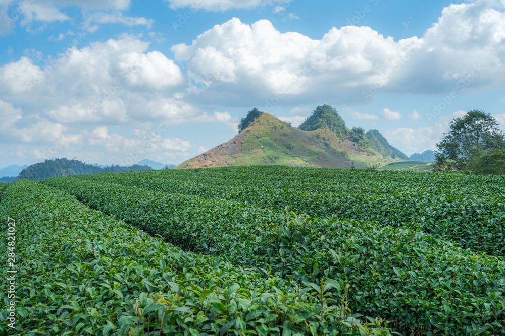 Tea plantation landscape on clear day. Tea farm with blue sky and white clouds. Tea plantation landscape on clear day. Tea farm with blue sky and white clouds.