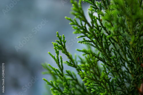 Close up shot of Pine tree branches