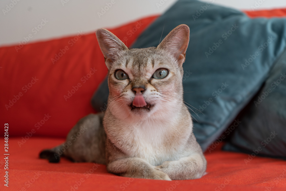 Singapura cat on the red sofa. the smallest cat breed in the world.