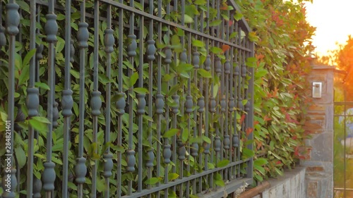 Automated gate system. Hedge background. Green fence or boundary formed by closely growing bushes or shrubs. Closing gates with green leaves of hedge growing close to forged gates. Side view. Close-up photo