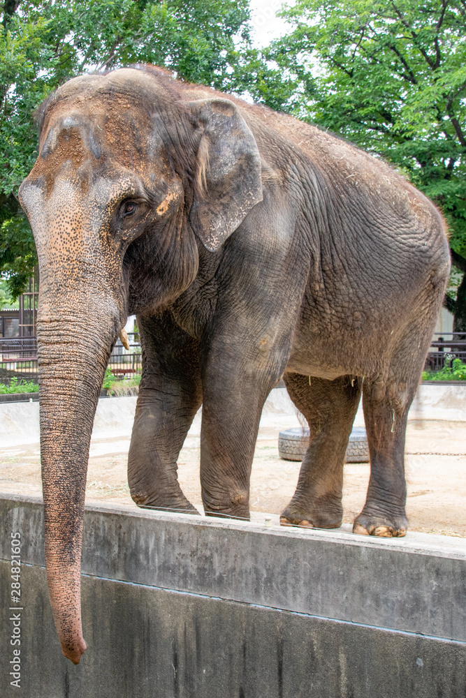 Elephas maximus, a kind of species of elephant living in asia