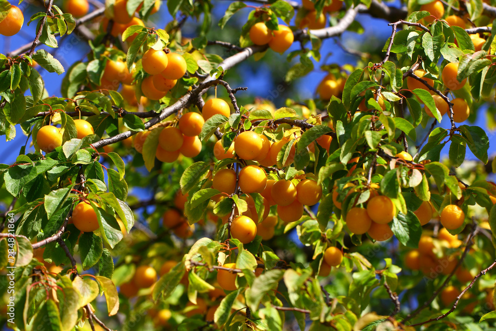 Plums yellow bunches on a tree branch among green leaves. Plums yellow bunches on a tree branch among green leaves.