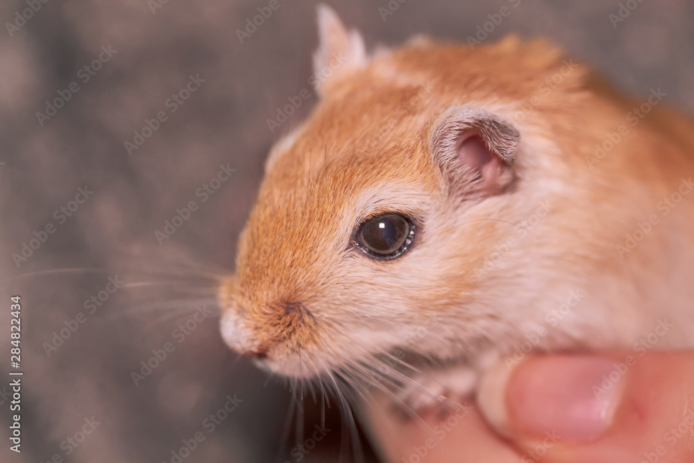 Close up of a gerbil held in a hand Close up of a gerbil held in a hand