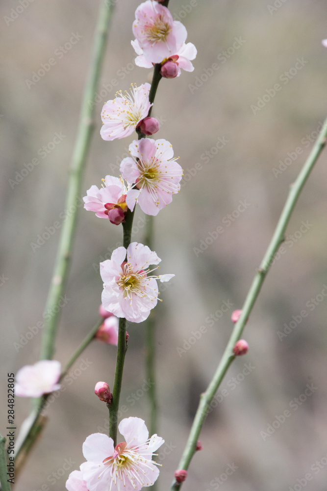 Obraz premium 梅の花