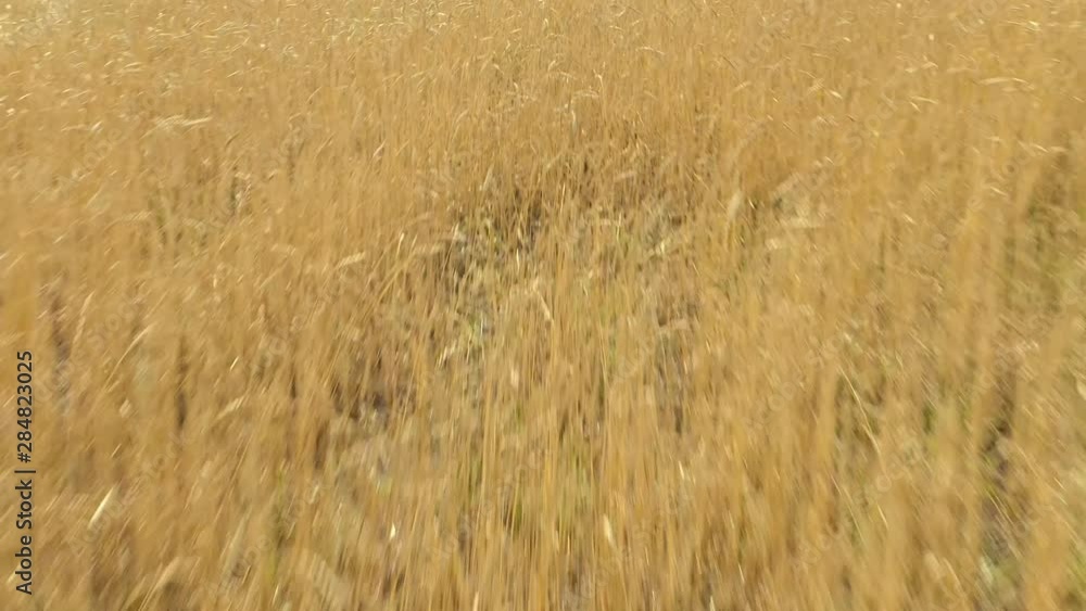 Aerial view. Flight above the ripe golden wheat field at sunrise. Aerial view. Flight above the ripe golden wheat field at sunrise.