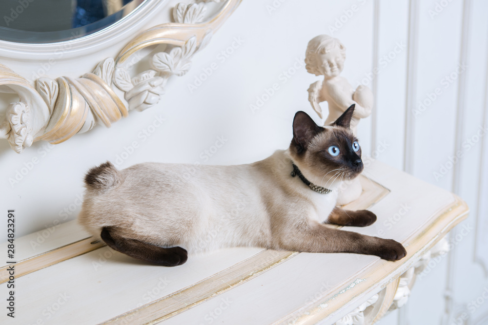 two color cat without tail Mekong Bobtail breed with jewel precious necklace of pearls around neck. Cat And necklace. Blue eyed Female Cat of Breed Mekong Bobtail, Sitting with gems on the neck