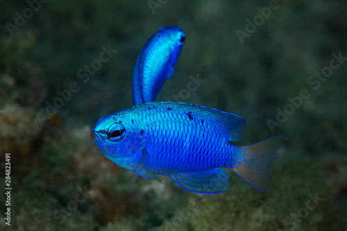 Marine life, Liuqiu island, Taiwan photo