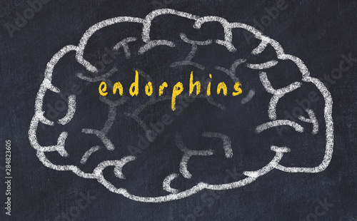 Drawind of human brain on chalkboard with inscription endorphins photo