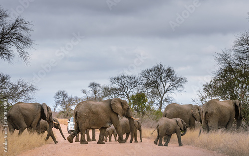 Unrecognisable photographer leaning from car taking shots of wild elephnats crossing road in South Africa Kruger 