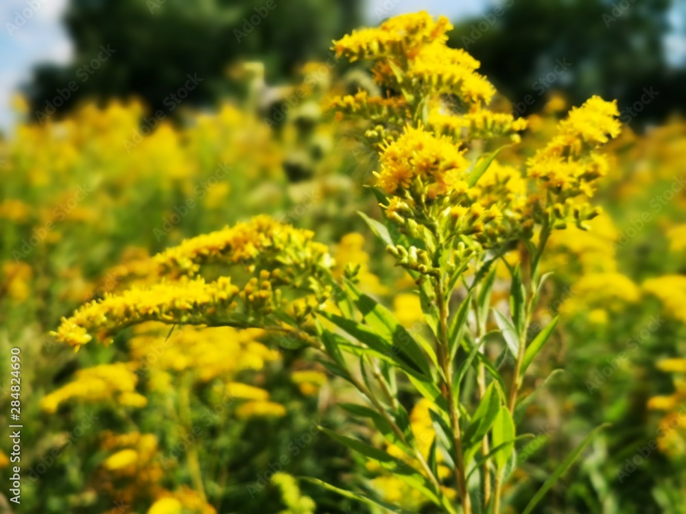 Yellow tansy flowers and Giant Goldenrod Yellow tansy flowers and Giant Goldenrod
